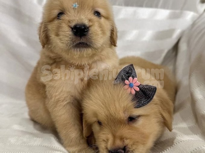 Sağlık ve Irk Garantili Golden Retriever Yavruları | Aşılı, Eğitimli, THY ile Teslim