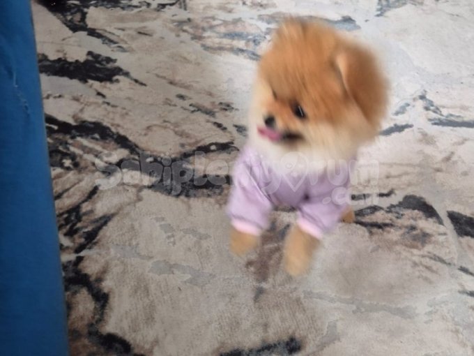 Pomeranian Yavrumuz Yeni Sahibini Arıyor.