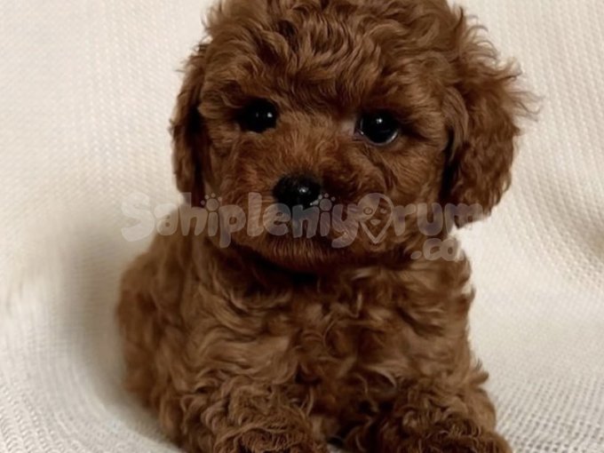 Orijinal Toy Poodle Yavruları | Sağlık Garantili ve Tuvalet Eğitimli