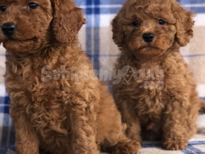 50 Günlük Poodle Yavrular