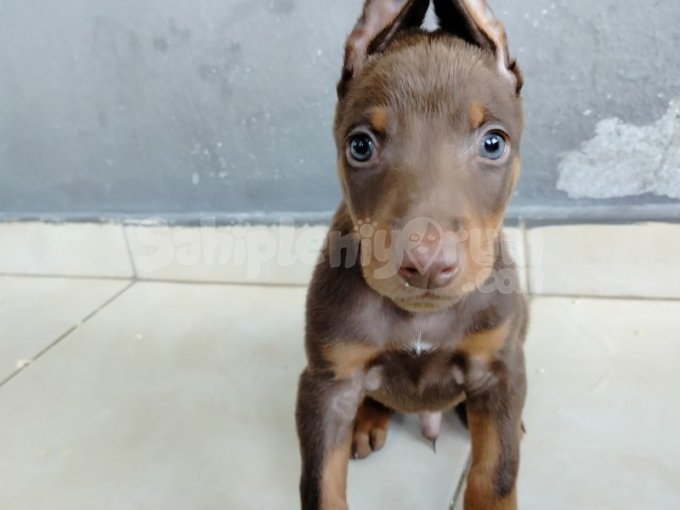Doberman Yavruları