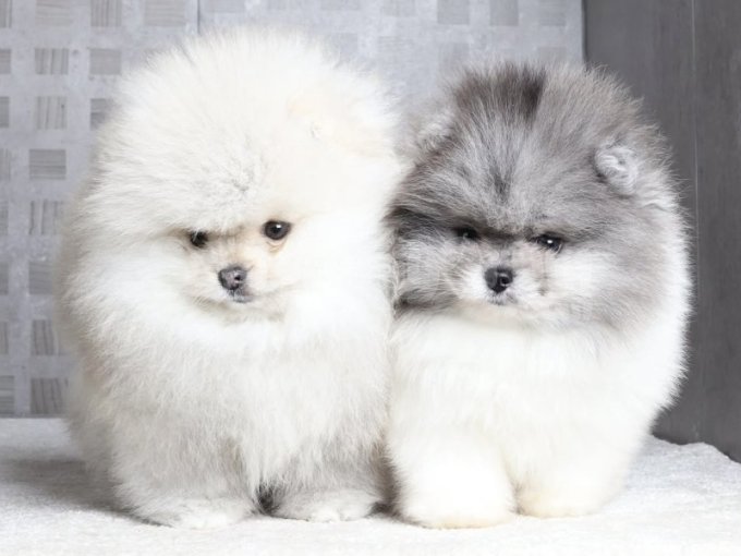 Orjinal Teddy Surat Pomeranian Boo Yavruları