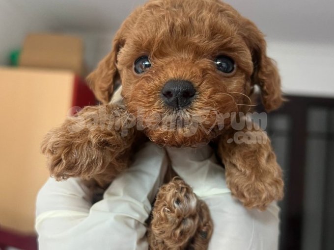 Sevimli Poodle Yavruları