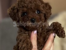 Ev Ortamına Uygun Ve Eğitimli Poodle Yavruları