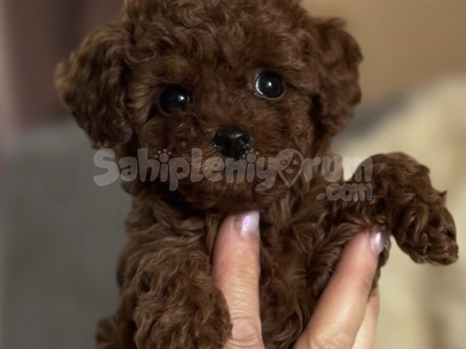 Sağlık ve Irk Garantili Toy Poodle Yavruları | Ev Ortamına Uygun ve Eğitimli