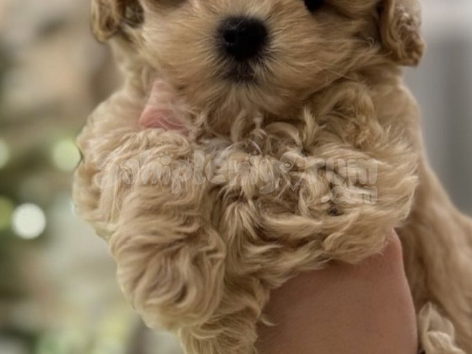 SCR Sertifikalı Maltipoo Yavruları | Aşıları Tam, Tuvalet Eğitimli ve Güvenli Teslim