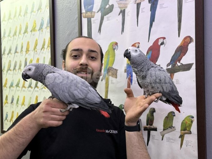 100 Kelime Üst Düzey Konuşan Jako Papağanlarimiz