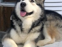 En Tatlı Alaska Kurdu Yavruları