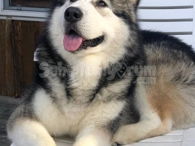 En Tatlı Alaska Kurdu Yavruları