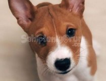 Basenji En Güzel Yavruları , Orjinal Basenji