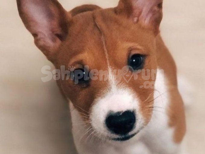 Basenji En Güzel Yavruları , Orjinal Basenji