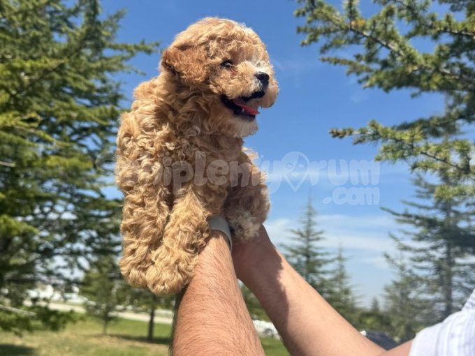 Yüksek Kalite Maltipoo Dişi Bebeğimiz