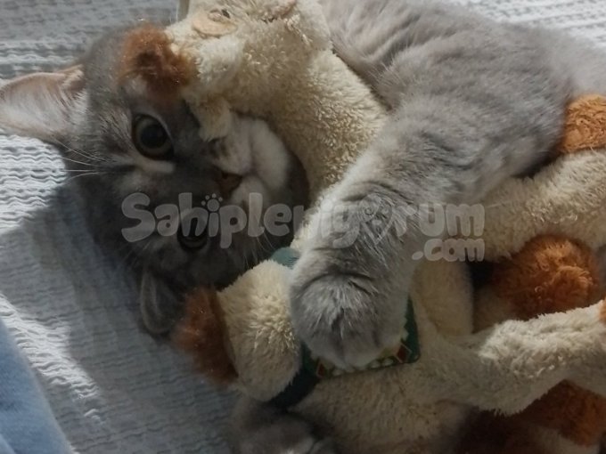 Maya Için Kalıcı Yuva saglikli asili güvenli