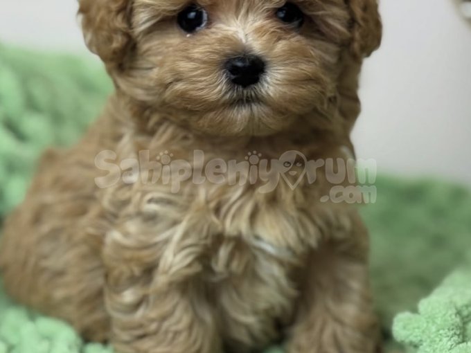 Orjinal Maltipoo Yavruları