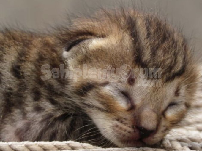 Yavru British Shorthair