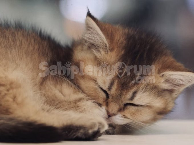 Safkan British Shorthair Yavrular Yeni Yuvasını Arıyor
