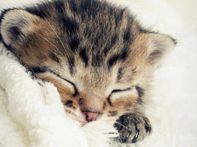 British Shorthair Prensi / Prensesi Yeni Ailesini Arıyor