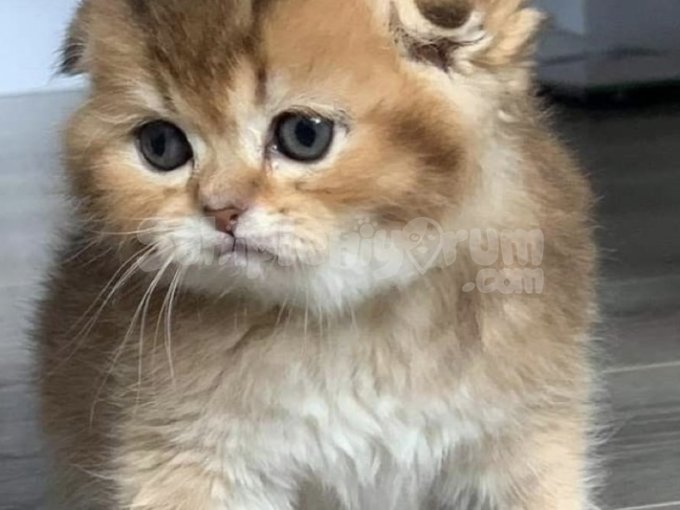 Orjinal Scottish Fold Yavru