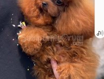 Kore Kan Toy Poodle Izmir