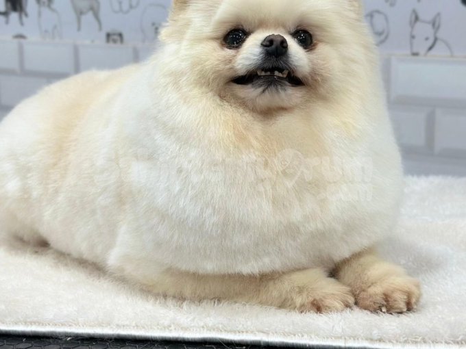 Tüy Topu Gibi Pomeranian  – Hazır Teslim