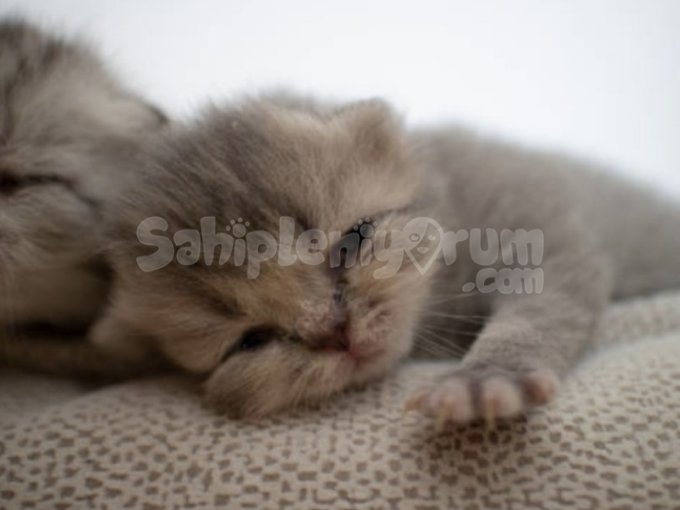 Orijinal British Shorthair