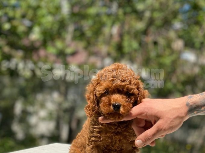 Toy Poodle Yavruları