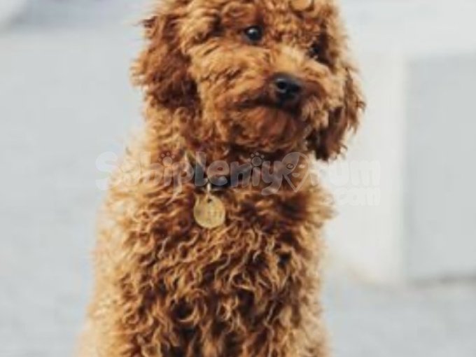 Evinize Neşe Katacak Yavru Toy Poodle