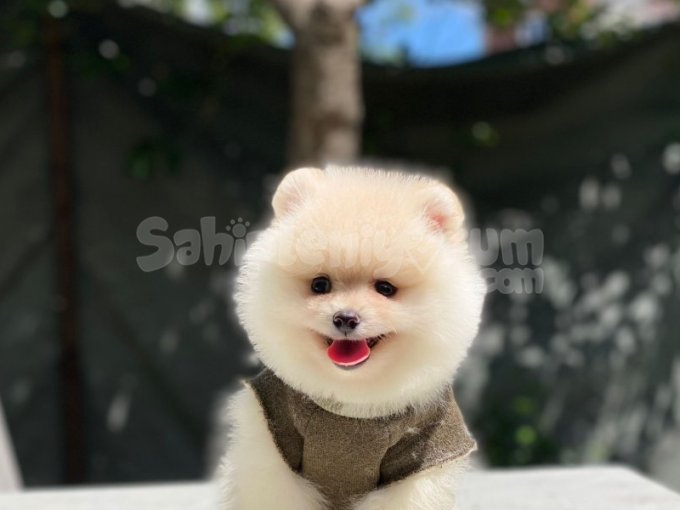 Pomerinian Bo Irk Ve Sağlık Garantili