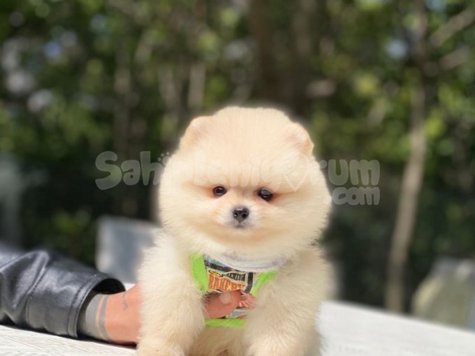 Pomerinian Bo Yavrular
