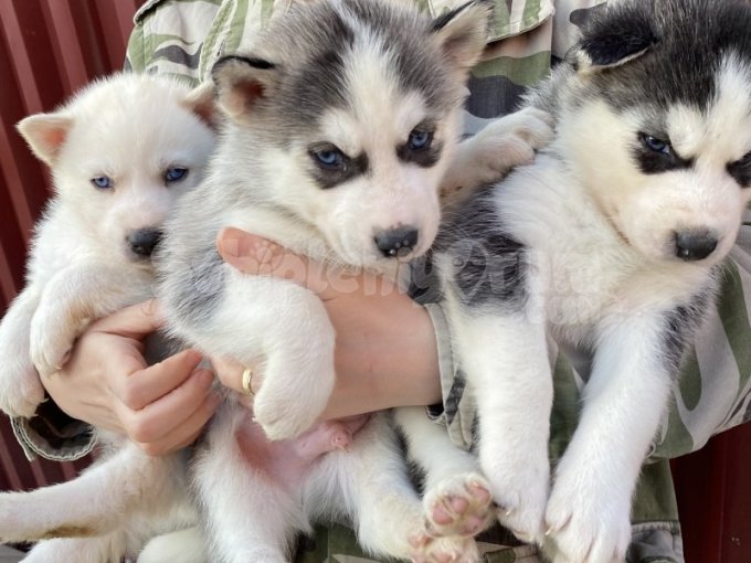 Üst Kalite Orijinal Sibirya Kurdu Husky Bebekler