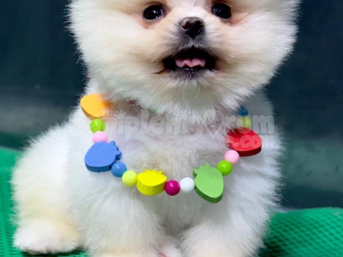 Aşk Gibi Bir Yavru: Pomeranian Boo Bebeklerimiz Geldi!
