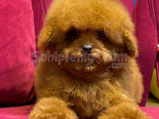 Parfüm Gibi Kokar, Göz Kırpınca Aşık Olursun Toy Poodle!