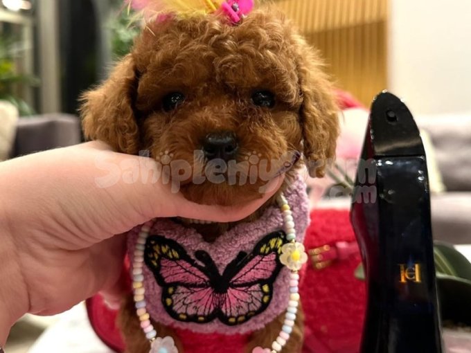 Moda Gibi, Trend Gibi, Kalpten Gelen Bir Sevgi: Toy Poodle!
