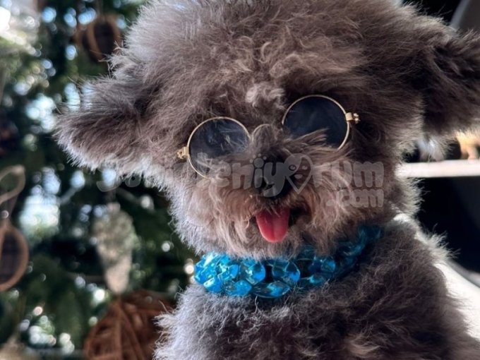 Toy Poodle Bebekler