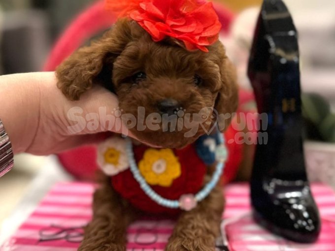 Vip Toy Poodle – Güzellik, Zeka Ve Asalet Bir Arada
