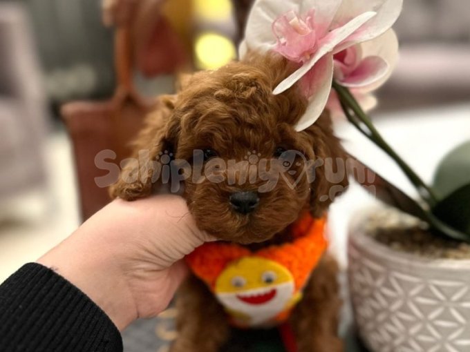 Minicik Pati, Kocaman Sevgi – Toy Poodle Aşkı!