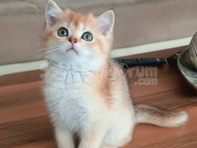 British Shorthair Golden Erkek Yavrular