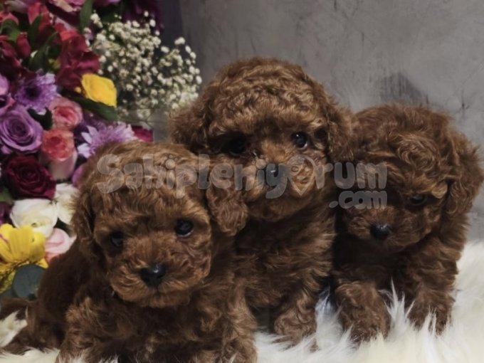 Sevimli Toy Poodle Yavruları