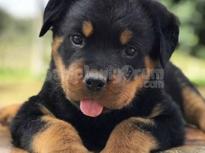 Rottweiler Yavruları