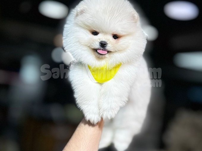 Sevimli Pomeranian Boo Yavrular