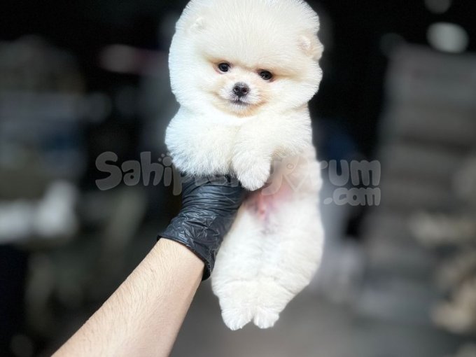 Minik Pomeranian Yavruları