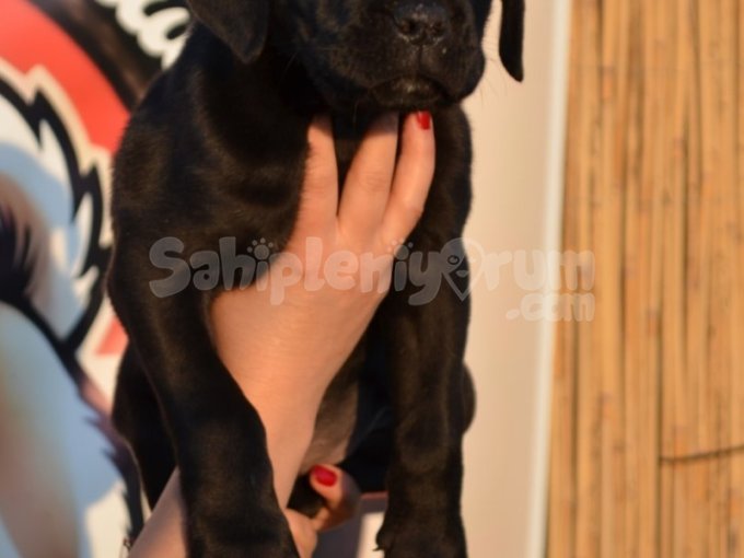 65 Günlük Dev Cane Corso Erkek Yavru