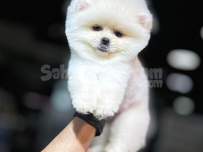 Tatlı Pomeranian Yavruları