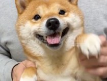 Shiba Yavruları Orjinal Japon
