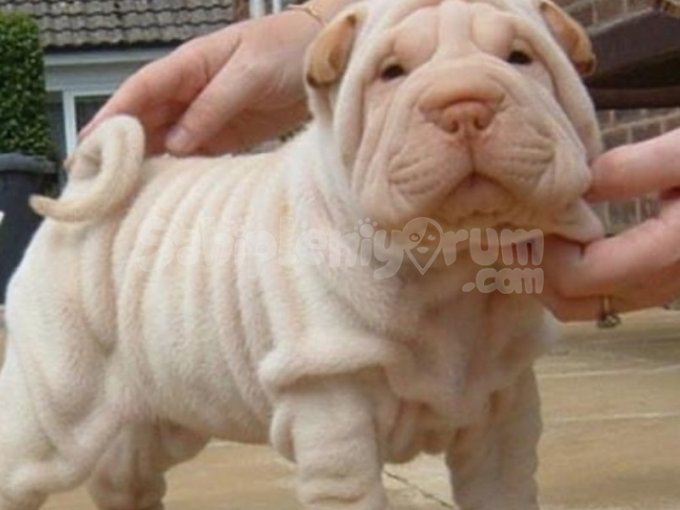 Shar Pei Yavruları Orjinal Erkek Ve Disi