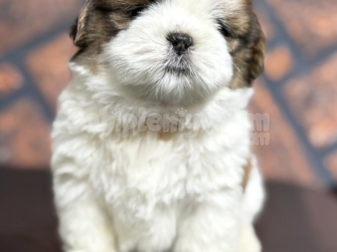 Shih Tzu Yavruları