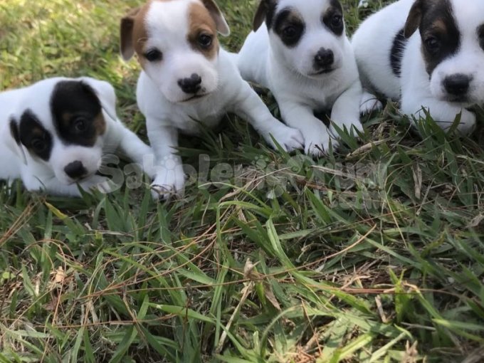 Jack Russel Yavruları