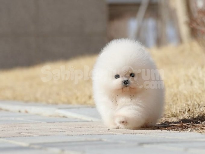 Sevimli Pomeranian Yavruları