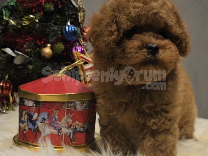 Mikroçipli Ve Karneli Toy Poodle Yavruları