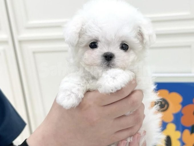Orjinal Bichon Frise Yavruları